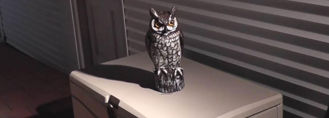 Do Artificial Owls Keep Away Poway Birds