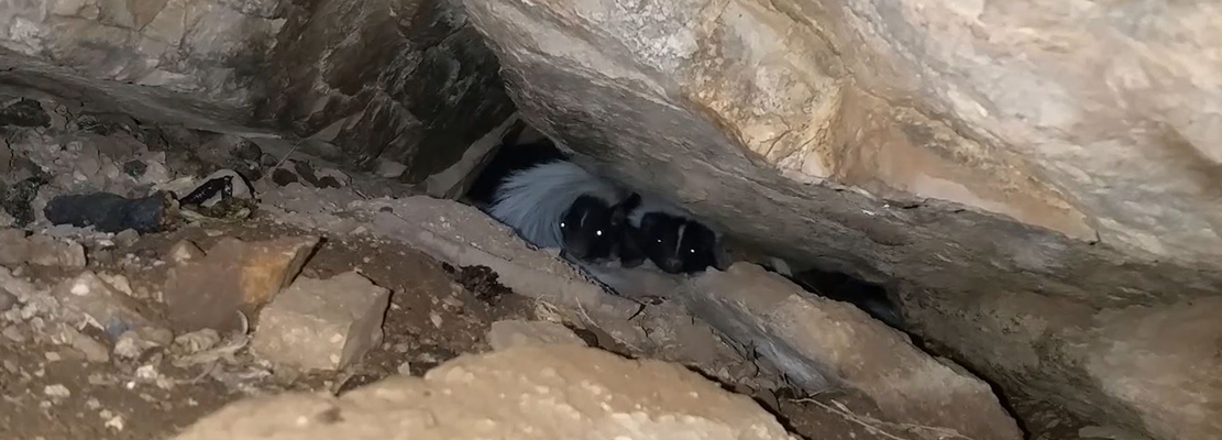 will skunks hibernate under your house